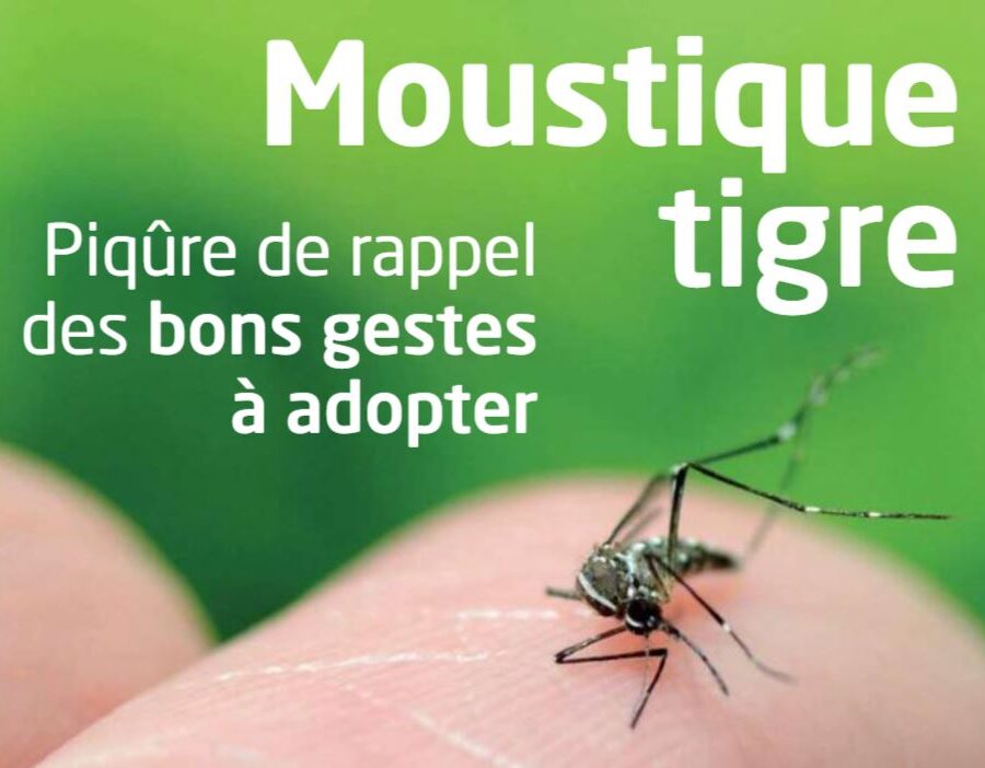 Moustique tigre en Aveyron : les bons gestes à adopter