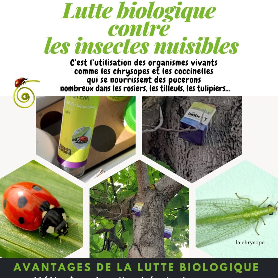 Environnement : des boites à insectes utiles installées dans les arbres de Saint-Affrique