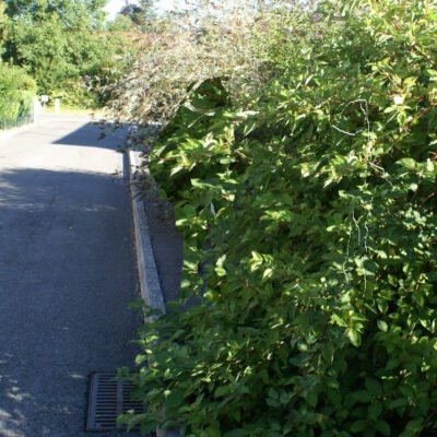 Haies et arbres : préservons la sécurité et la continuité des cheminements piétons
