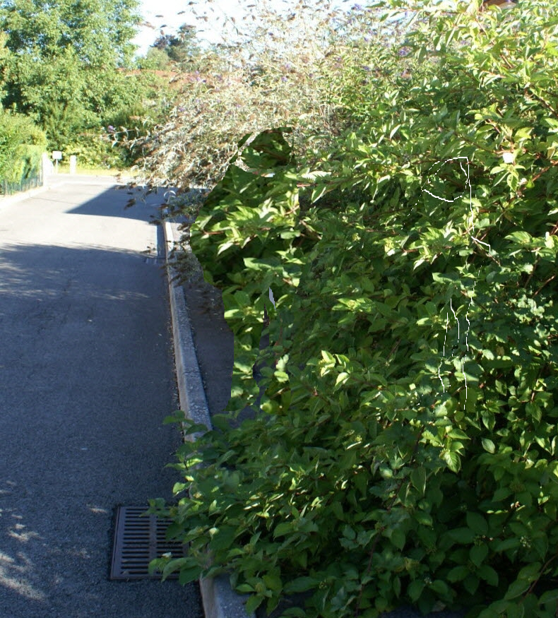 trottoirs-haies